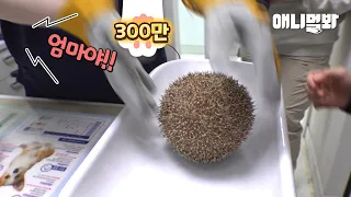 대왕 밤송이를 하나 주웠는데 움직입니다😱ㅣHedgehog Is So Big You Need Both Hands To Hold Him