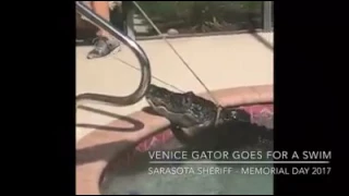 Alligator found in Florida swimming pool