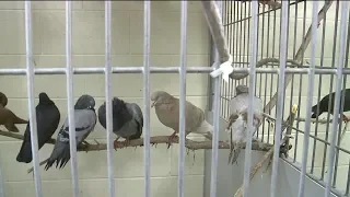 Over 175 Birds Rescued from Hoarding Situation at Condemned Home in Utah