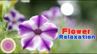 Japanese Flower Gardening for Nature Relaxation/Cinematic Vlog/stress relief with nature movie