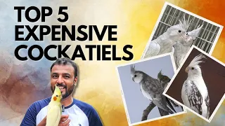 TOP 5 Expensive Cockatiels | A Complete Guide to Cockatiels | Shaikh Tanveer