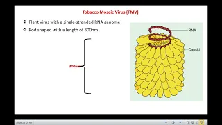 Capsid Structure and Symmetries of Viruses