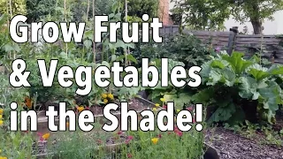 Grow Fruit and Vegetables...in the Shade!
