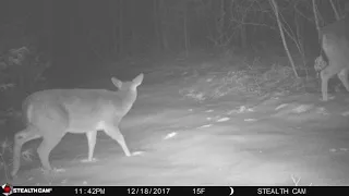 StealthCam G42 | Trail Cam Footage | Maine Woods | Winter | Red Fox | Deer | Snowshoe Hare