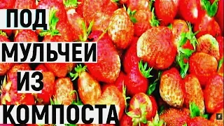 ВЕСЕННЯЯ ОБРАБОТКА КЛУБНИКИ для БОЛЬШОГО УРОЖАЯ