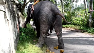 Слон какает. Зачем местные это делают?
