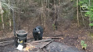 bowhunting black bear 2021 best bear to date