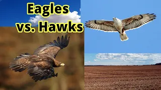 Eagles vs. Hawks: How to Distinguish Them???