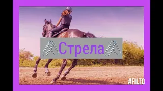 Клип про конный спорт ~стрела~