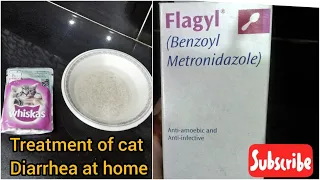 Cat diarrhea treatment | Cat diarrhea treatment at home | home remedy for treatment of cat diarrhea