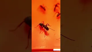 La reine est morte... (Camponotus vagus)