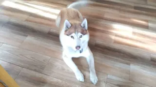 husky talking, asking for food. husky dog. хаски просит кушать