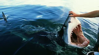 6 Shark Encounters That Will Terrify You
