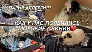 КУПИЛИ МОРСКИХ СВИНОК! История их появления у нас🥰