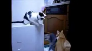 Кот подставил другого кота.