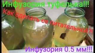 Инфузория туфелька! От А до Я.Как сделать её крупной и питательной?