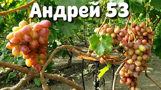 Андрей 53 - очень вкусный и крупный виноград. Как весит Велюр на кусту??