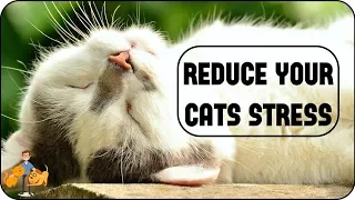 7 Simple Steps to Reduce Stress in Cats