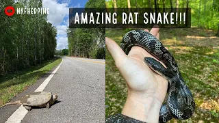 Insane Wild Ratsnake Morph!!!! (Plus Box Turtles, Kingsnake, Snapping Turtle, and More!)