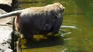 Breaking heart ! Poor baby Jilla  nearly drowning cus mom Jill drink water in Pool.