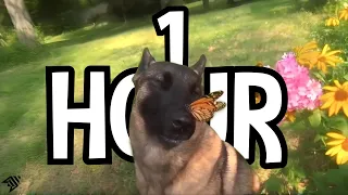 1 HOUR dog with butterfly on nose | aruarian Dance | i have no ennemies loop dog meme r/place