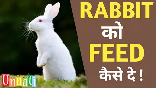 खरगोश को कब और कितना फीड देना चाहिए ll How to Feed Rabbits