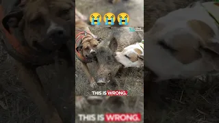 Dogs Vs Pig 😭 | Dogs Fight | Dogs Fighting Video #shorts #ytshorts #dogfight #dog #dogfights