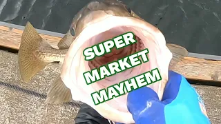 Super market mayhem - cod fishing in Norway