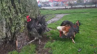 Locos pisando más y más/ Crazy chikens