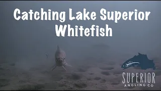 Lake Superior Whitefish with amazing underwater video!