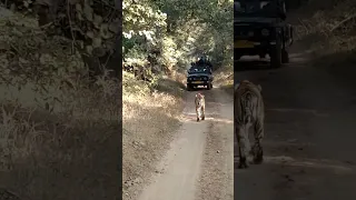 Tiger approaching to vehicle in Ranthambhore National park #Tiger#animal#sighting#bigcat#horror