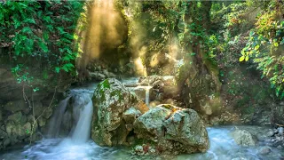 Beautiful Nature Sounds of a Forest for Relaxing-Natural Soothing Sound of a Waterfall & Bird Sounds