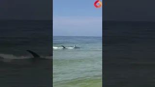 Shocking moment hammerhead shark attacks STINGRAYS as shocked beach-goers flee water