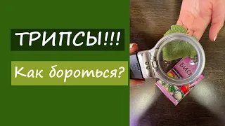 Трипсы. Как бороться?