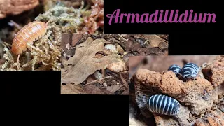 Armadillidium maculatum and Armadillidium vulgare