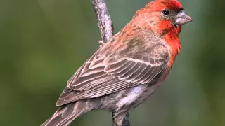 Red House Finch Song - bird  Singing