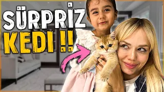 ÖYKÜ'YE DEV SÜPRİZ! KEDİ ALDIK! ( Adı Ne Olsun? ) @OykuKarta