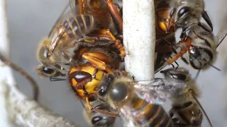 Yellow hornet vs Japanese honeybees. Hot defensive bee ball