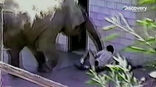 Elephant Went Berserk  | Bear Grylls Extreme Survival Caught On Camera