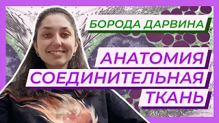 Анатомия — Соединительная ткань