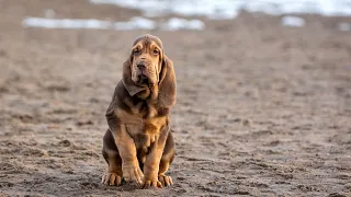 Gentle and Loving: All About the Bloodhound Breed