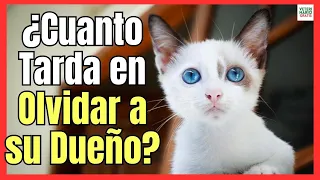 💔 ¿CUANTO TARDA UN GATO EN OLVIDAR A SU DUEÑO? 💔