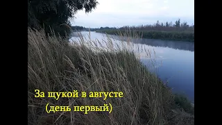 На щуку в августе день первый