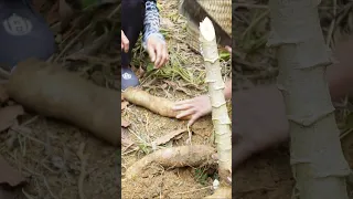 Harvesting Cassava Roots Goes market sell - Cook for pigs - Cooking - Puppy #harvesting #harvest