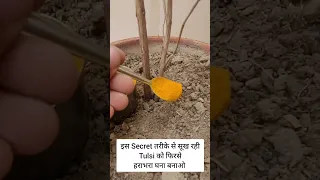 सूख रही Tulsi के पौधे को फिरसे करलो हराभरा घना #tulsi_plant_care #shorts