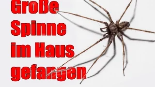 Große Spinne im Haus - in Europa