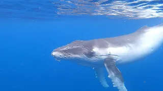 THIS HUMPBACK WHALE HEADED STRAIGHT FOR ME | A close call with a humpback whale in Vava'u, Tonga