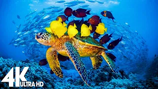 3 HOURS of 4K Underwater Wonders + Relaxing Music - Coral Reefs & Colorful Sea Life in 4K ULTRA HD