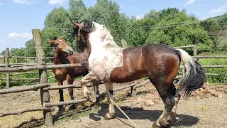 ЖЕРЕБЦІ ДМИТРА В 📍 ВАШКІВЦЯХ/КОНІ НА ПРОДАЖУ 💵