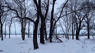 【北海道 癒しチャンネル】エゾモモンガの住む森